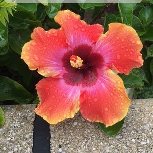 Meet your Posher, Liz